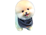 En Mini Pomeranian Boo