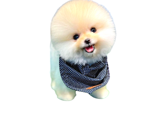 En Mini Pomeranian Boo görsel