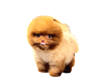 En Mini Pomeranian Boo