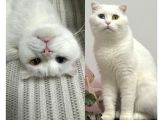 İzmir eşrefpaşa kayıp kedi