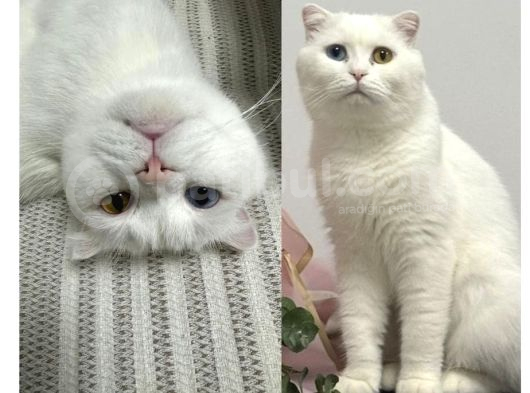 İzmir Eşrefpaşa Kayıp Kedi
