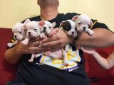ORJINAL SAFKAN ANOTOMİ HARİKASI FRENCH BULDOGG YAVRULARI