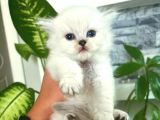 Sifir Kulak Top Kafa Fold Bebek