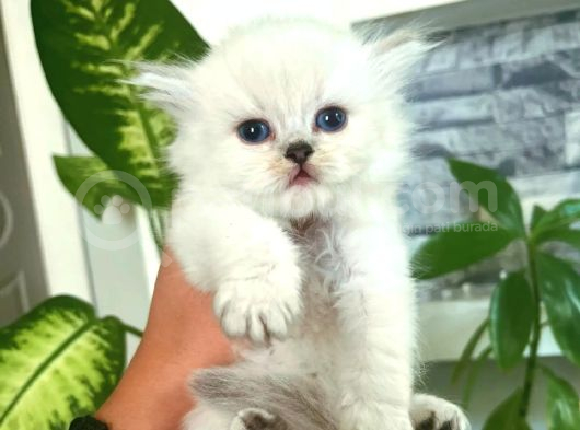 Sifir Kulak Top Kafa Fold Bebek görsel