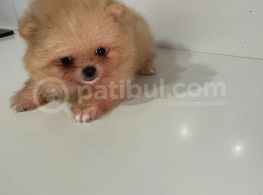 Teacup Pomerian Boo görsel