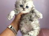 Full Scrli Babadan