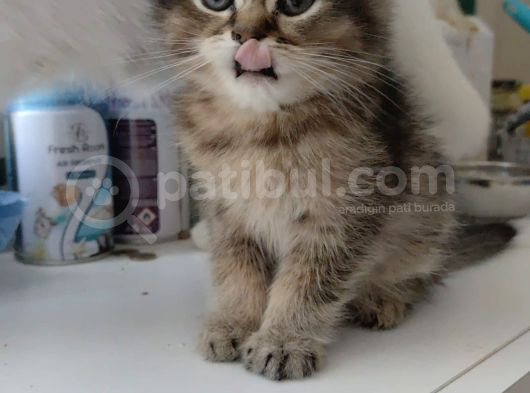 Black Golden Yavrumuz Teslime Hazır görsel