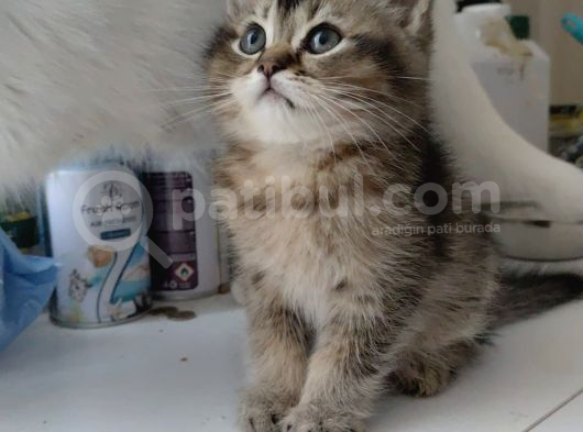 Black Golden Yavrumuz Teslime Hazır görsel