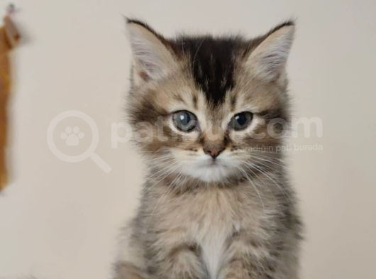 Black Golden Yavrumuz Teslime Hazır görsel