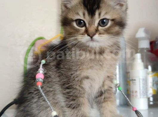Black Golden Yavrumuz Teslime Hazır