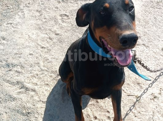 Köpeğimi Üzülerek Sahiplendiricem görsel