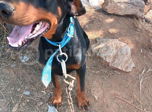Köpeğimi Üzülerek Sahiplendiricem görsel