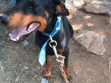 Köpeğimi Üzülerek Sahiplendiricem