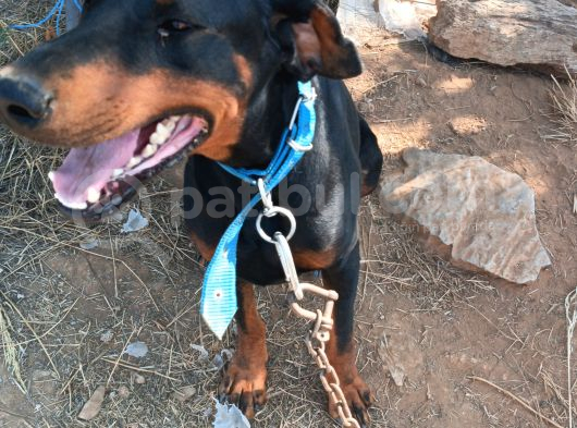 Köpeğimi Üzülerek Sahiplendiricem görsel