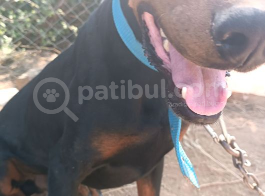 Köpeğimi Üzülerek Sahiplendiricem