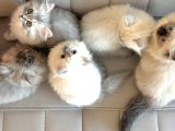 Scottish Fold X Chinchilla 