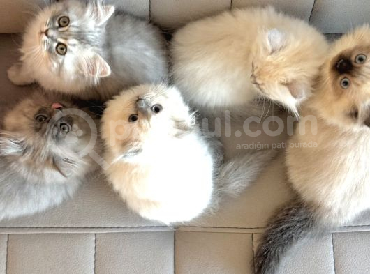 Scottish Fold X Chinchilla  görsel