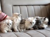 Scottish Fold X Chinchilla 