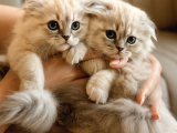 Scottish Fold X Chinchilla 
