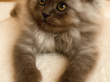 Scottish Fold X Chinchilla 