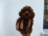 Dark Brown Teacup Kore Poodle Bebekler