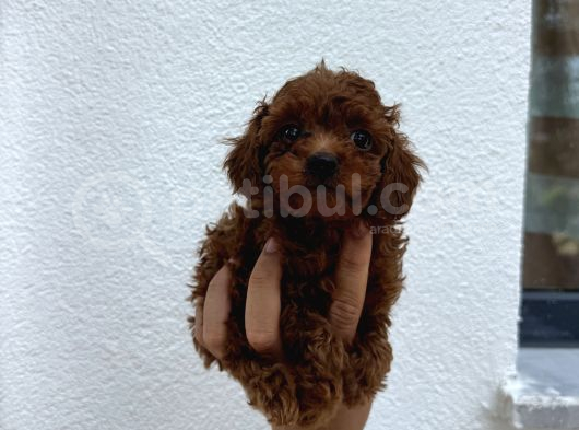 Dark Brown Teacup Kore Poodle Bebekler görsel