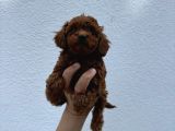 Dark Brown Teacup Kore Poodle Bebekler