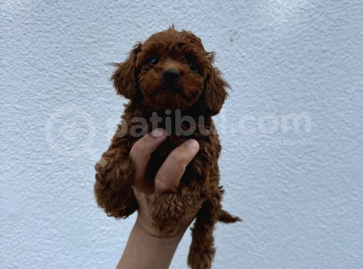 Dark Brown Teacup Kore Poodle Bebekler görsel