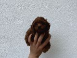 Dark brown teacup kore poodle bebekler