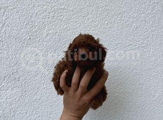 Dark Brown Teacup Kore Poodle Bebekler