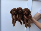 Dark Brown Teacup Kore Poodle Bebekler