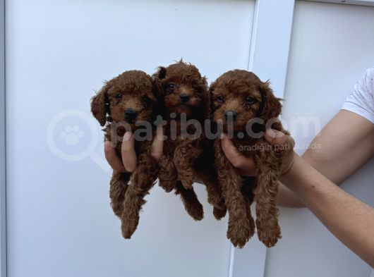 Dark Brown Teacup Kore Poodle Bebekler görsel