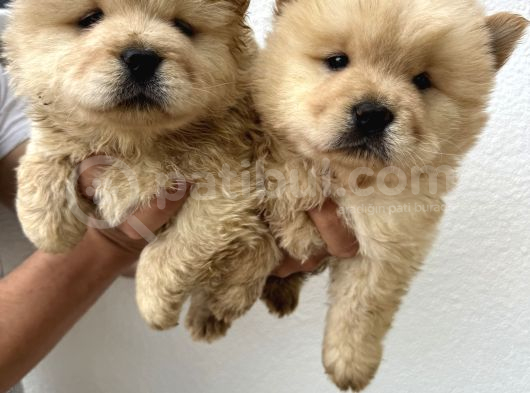 Ayı Surat Dişi Chow Chow Bebekler görsel