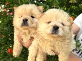 Ayı Surat Dişi Chow Chow Bebekler