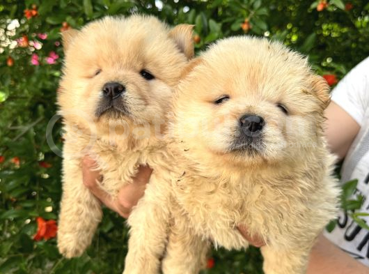 Ayı Surat Dişi Chow Chow Bebekler görsel