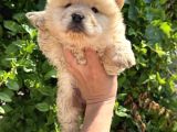 Ayı Surat Dişi Chow Chow Bebekler
