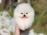 Teddy Surat Pomeranian Boo Yavruları