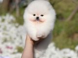 Teddy Surat Pomeranian Boo Yavruları