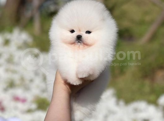Teddy Surat Pomeranian Boo Yavruları görsel
