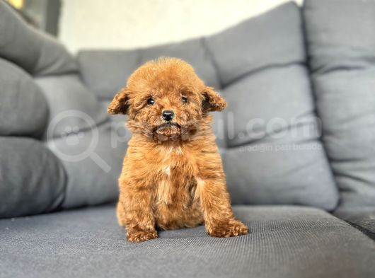 Kg Garanti̇li̇ Gerçek Teacup Kore Yavrumuz