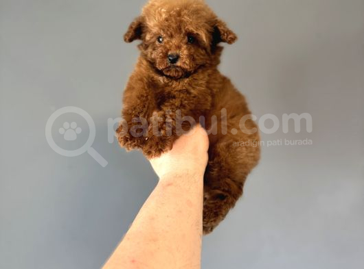 Teacup Kore Poodle Bebeği̇mi̇z görsel