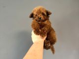 Teacup Kore Poodle Bebeği̇mi̇z