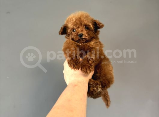 Teacup Kore Poodle Bebeği̇mi̇z görsel