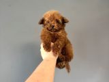 TEACUP KORE POODLE BEBEĞİMİZ