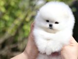 Teddy Surat Pomeranian Boo Yavruları