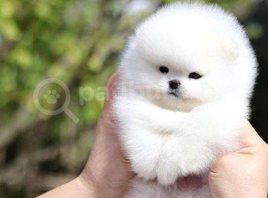 Teddy Surat Pomeranian Boo Yavruları görsel