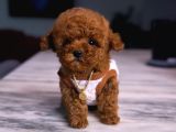 Orjinal Toy Poodle Yavruları