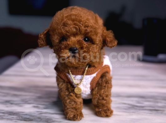 Orjinal Toy Poodle Yavruları