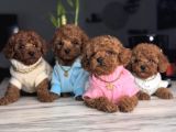 Orjinal Toy Poodle Yavruları