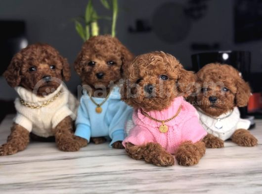 Orjinal Toy Poodle Yavruları görsel